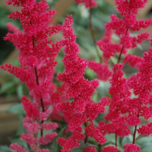 Astilbe 'Fanal'