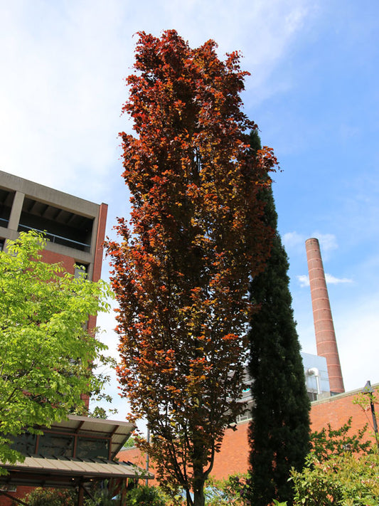 Fagus sylvatica 'Dawyck Purple'