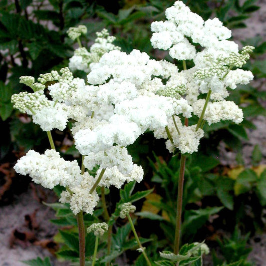 Filipendula vulgaris 'Plena'