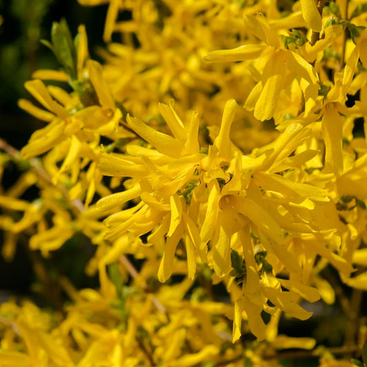 Forsythia 'Northern Gold'