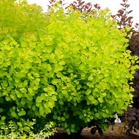 Cotinus coggygria 'Golden spirit'