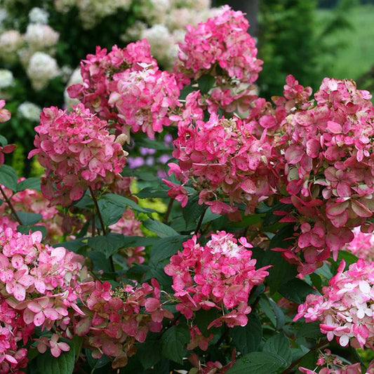 Hydrangea paniculata 'Fire Light'