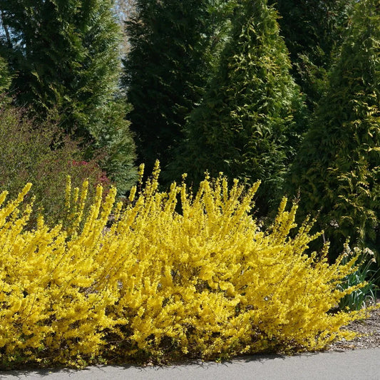 Forsythia 'Show Off Starlet'