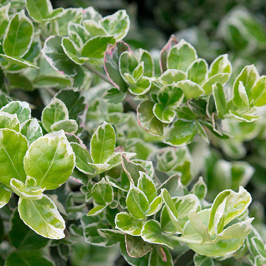 Euonymus fortunei 'Emerald Gaiety'