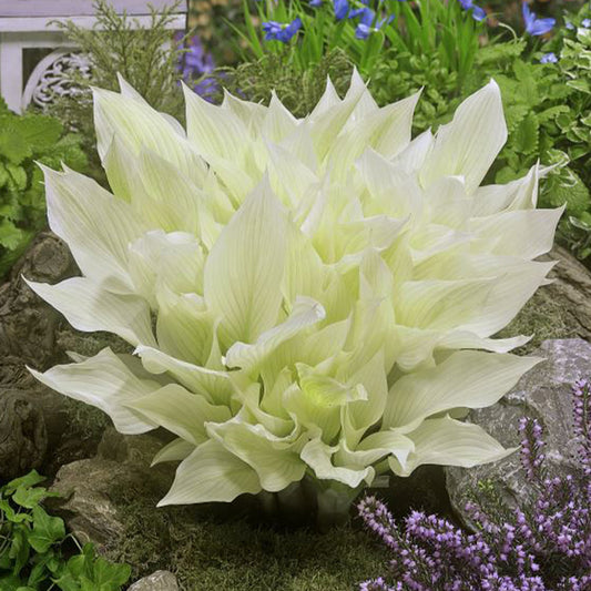 Hosta 'White Feather'