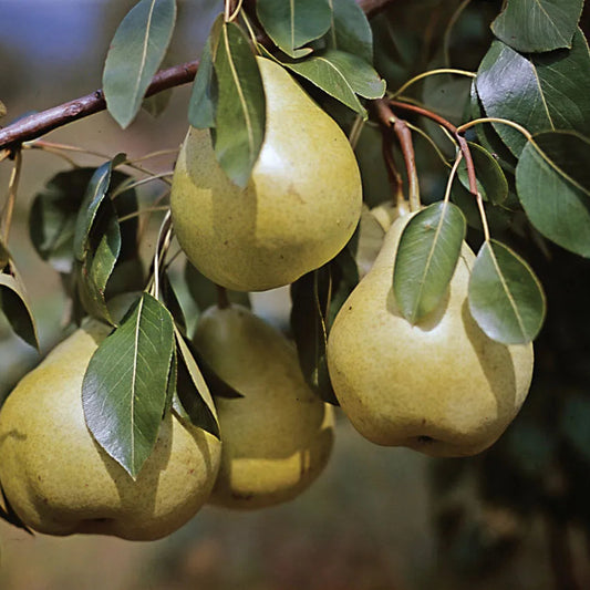 Pyrus communis 'Anjou'