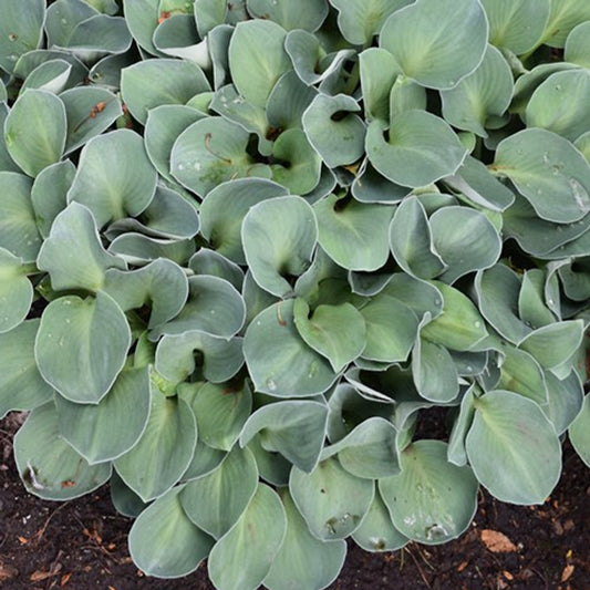 Hosta 'Blue Mouse Ears'