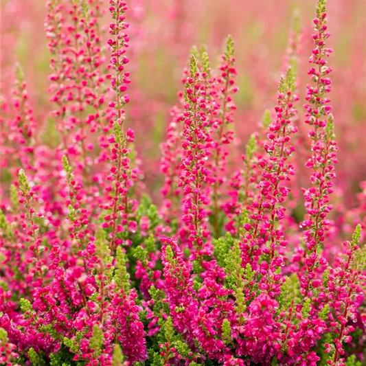 Calluna vulgaris 'Dark Beauty'