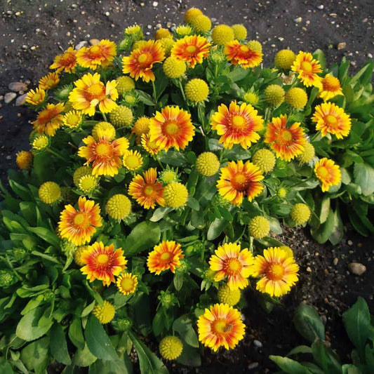 Gaillardia aristata 'Arizona Apricot'