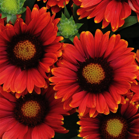 Gaillardia 'Arizona Red Shades'