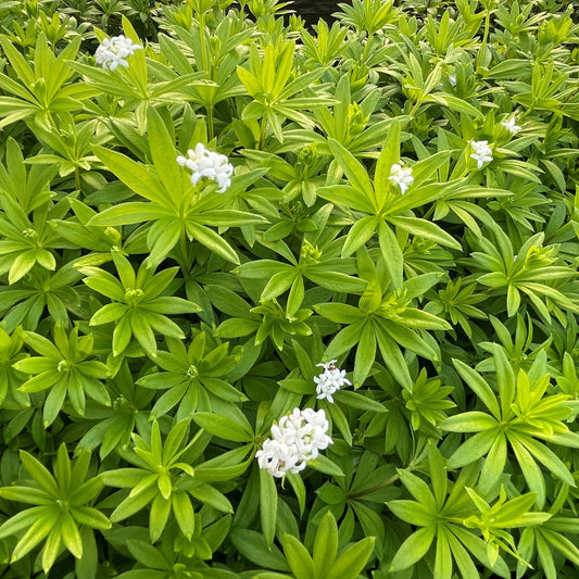 Gallium odoratum