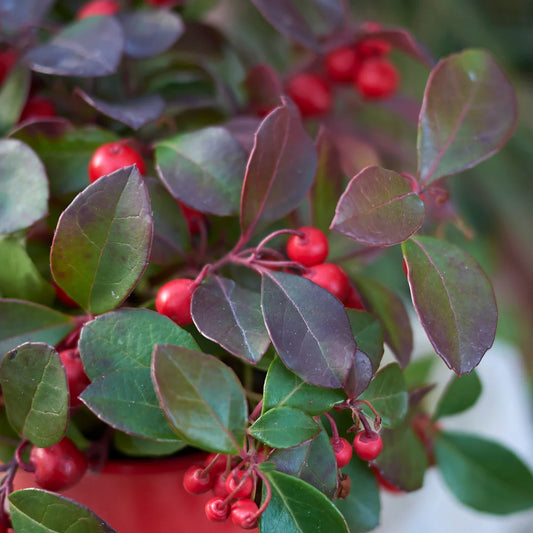 Gaultheria procumbens 'Cherry Berries'