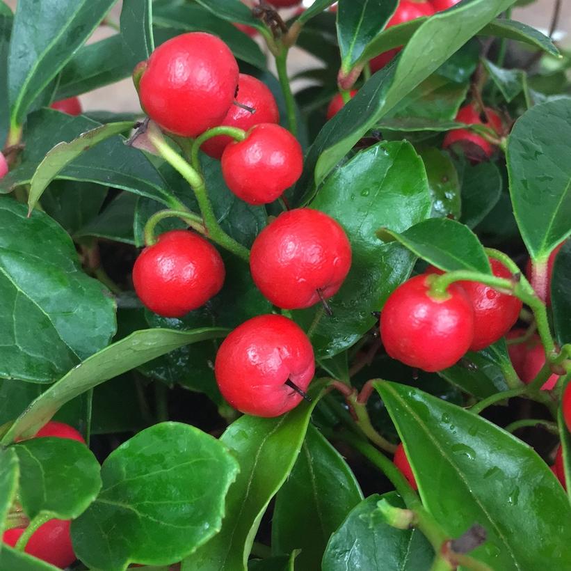 Gaultheria procumbens 'Cherry Berries'