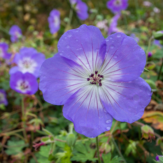 Geranium 'Azure Rush'