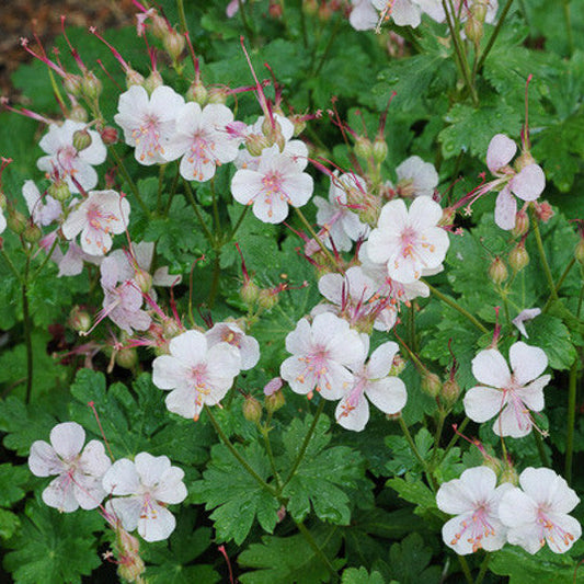 Geranium 'Biokovo'