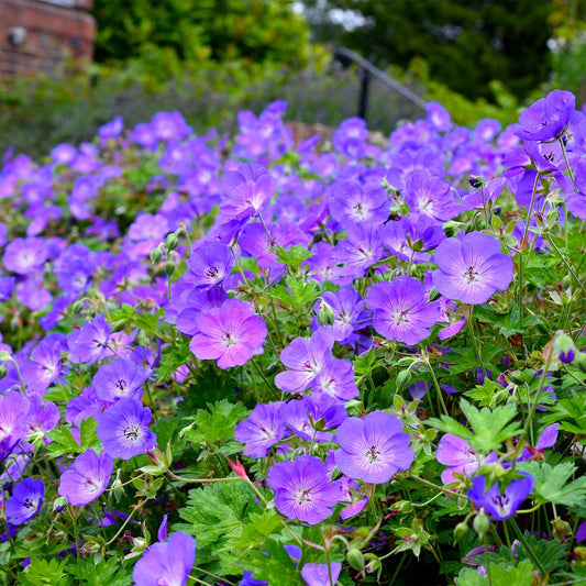 Geranium 'Rozanne' (Rosanne)