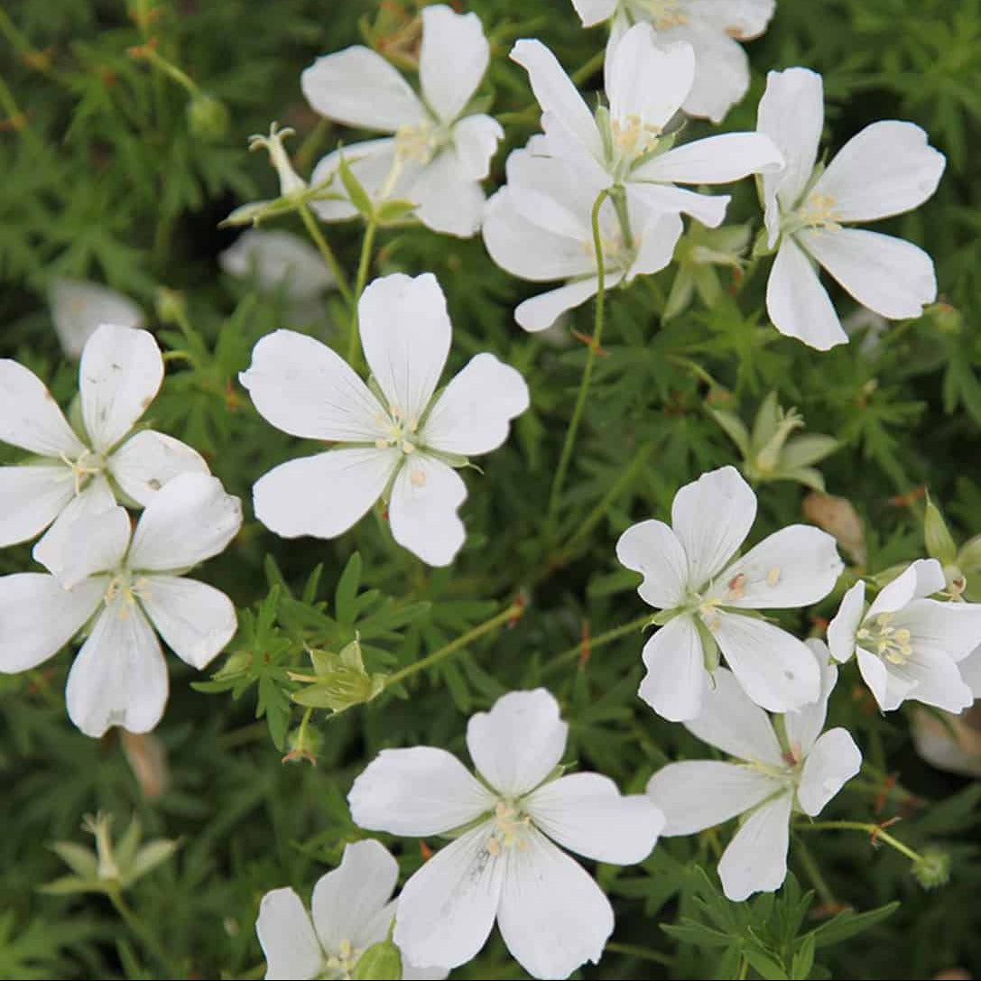 Geranium sanguineum Album
