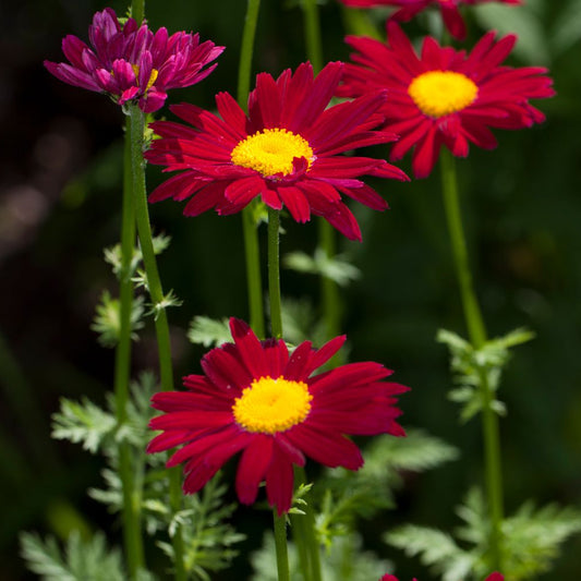 Tanacetum 'Robinson's Dark'