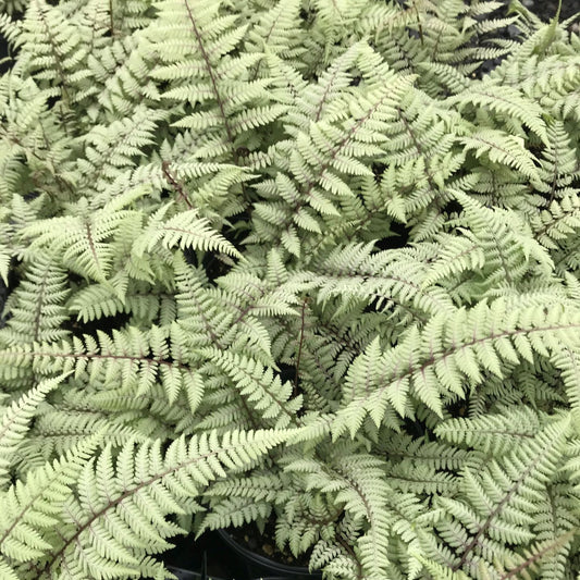 Athyrium 'Ghost'