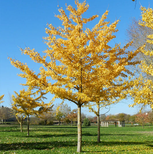 Ginkgo biloba 'Autumn Gold'
