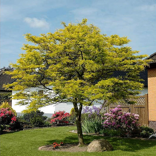 Gledistia triacanthos 'Sunburst'
