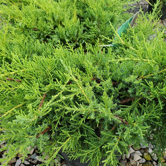 Juniperus chinensis 'Gold Coast' (pompons)