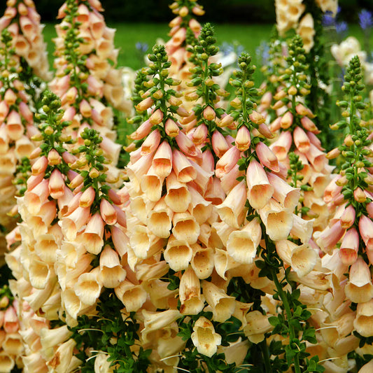 Digitalis purpurea 'Dalmatian Peach'