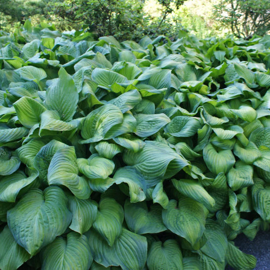 Hosta 'Guacamole'