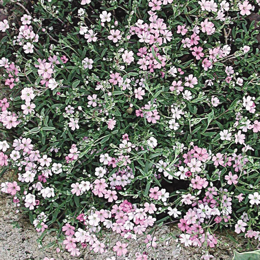 Gypsophila repens 'Rosea'
