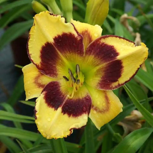 Hemerocallis 'Calico Jack'