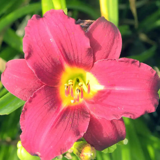 Hemerocallis 'Pardon Me'
