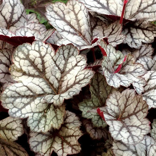 Heuchera 'Glitter'