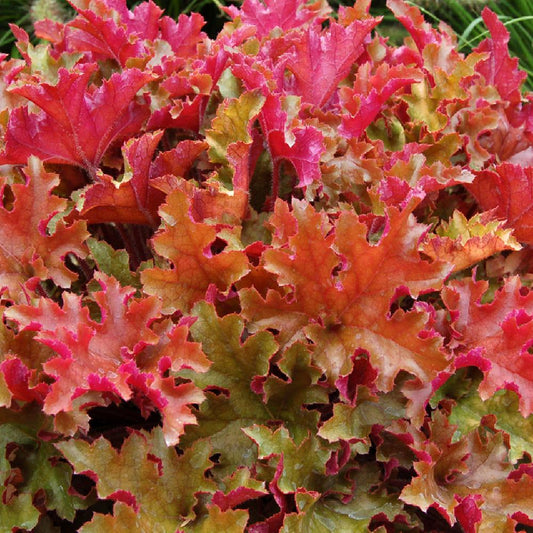 Heuchera 'Marmalade'