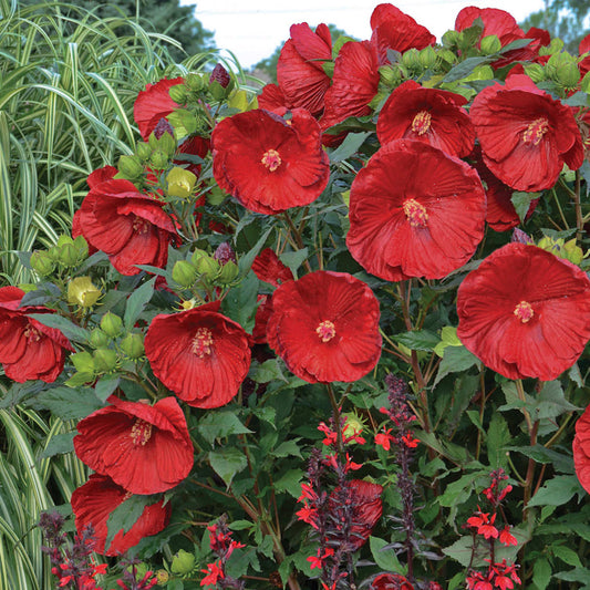 Hibiscus 'Valentine's Crush'