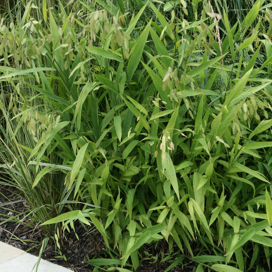 Chasmanthium latifolium (Uniola latifolia)