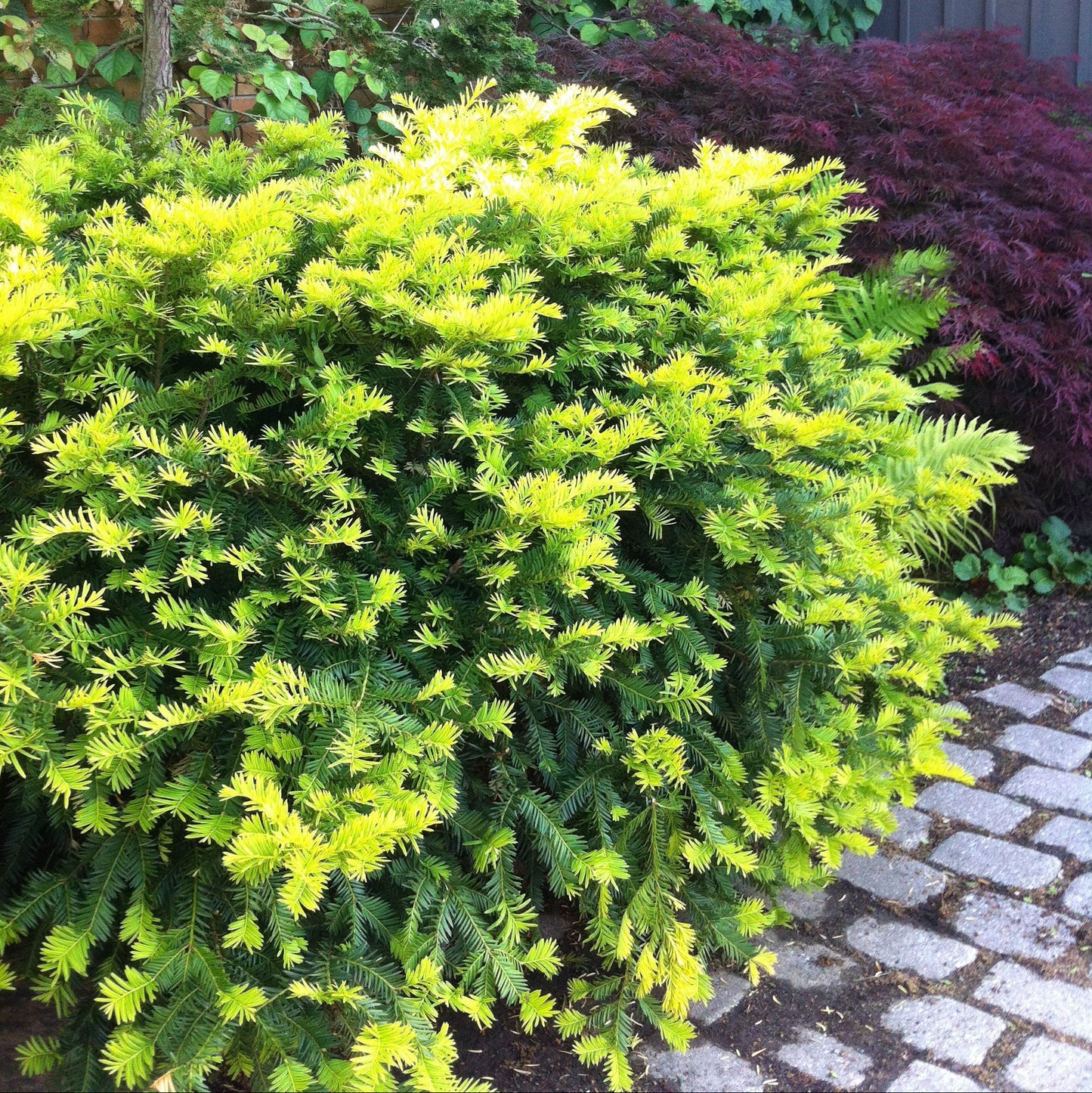 Taxus x media 'Sunburst'