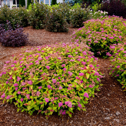 Spiraea 'Poprocks Rainbow Fizz' ('Matgold')