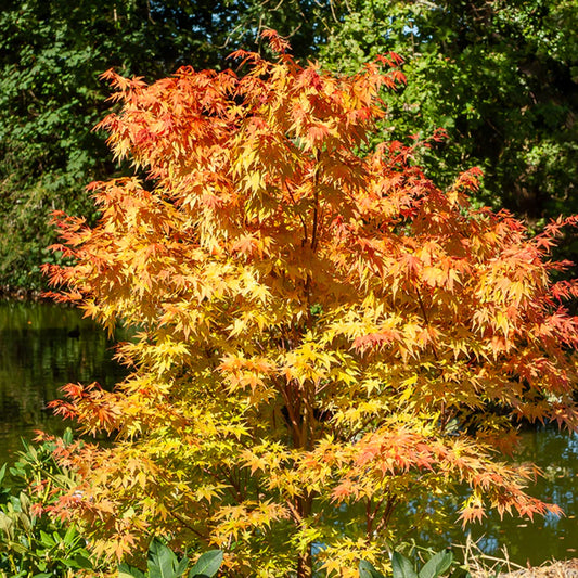 Acer palmatum 'Sango Kaku'
