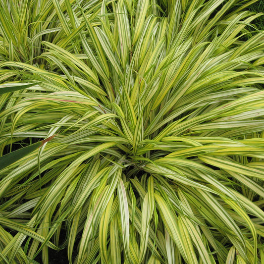 Hakonechloa macra 'Aureola'