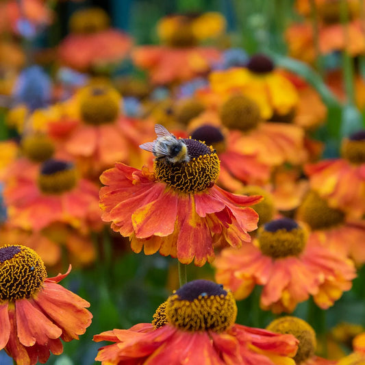 Helenium 'Sahin's Early Flowerer'