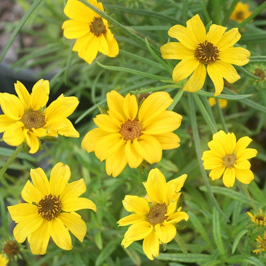 Helianthus salicifolius 'Autumn Gold'