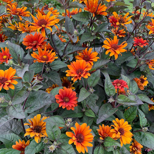 Heliopsis helianthoides 'Bleeding Hearts'