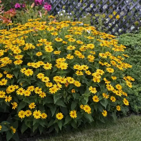 Heliopsis 'Tuscan Gold'