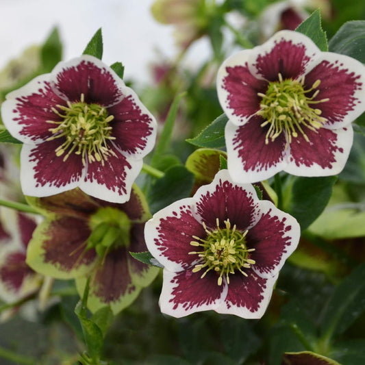 Helleborus 'Rom. Getaway'