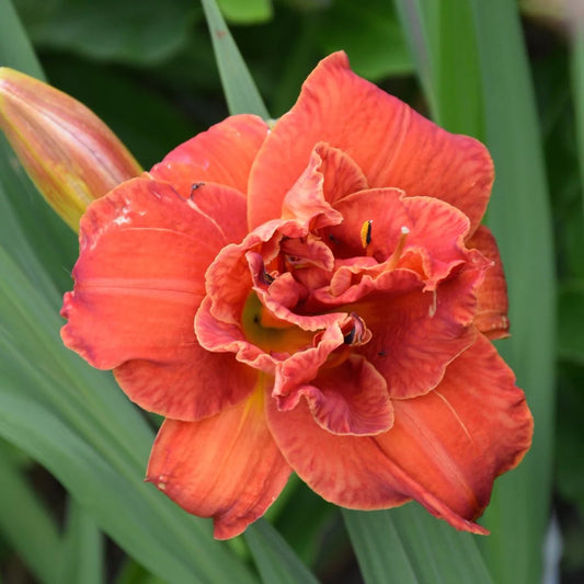 Hemerocallis 'Mose's Fire'