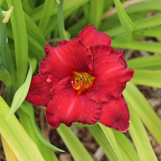 Hemerocallis 'Chicago Apache'