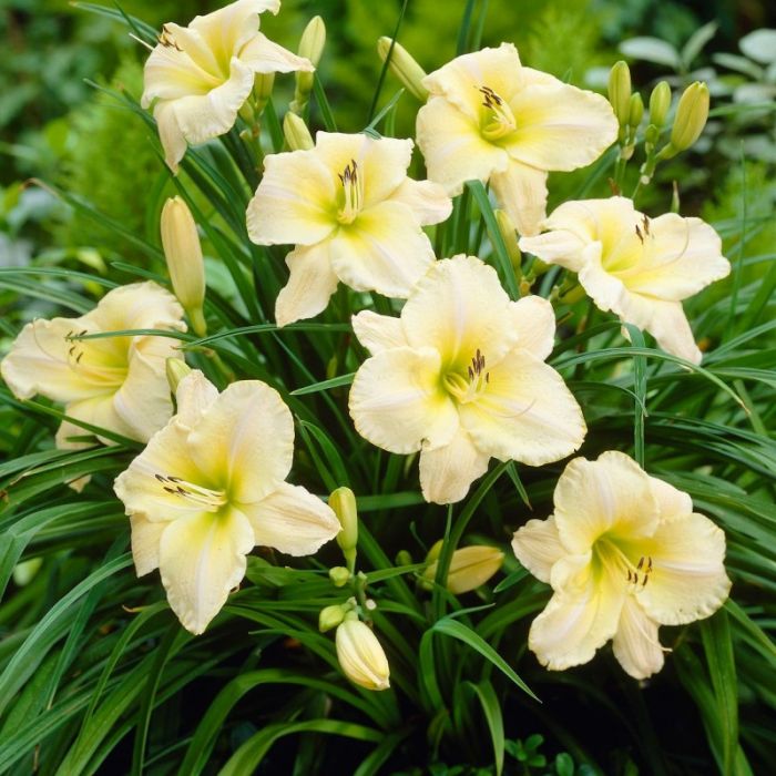 Hemerocallis Rainbow Rhythm 'Artic Snow'