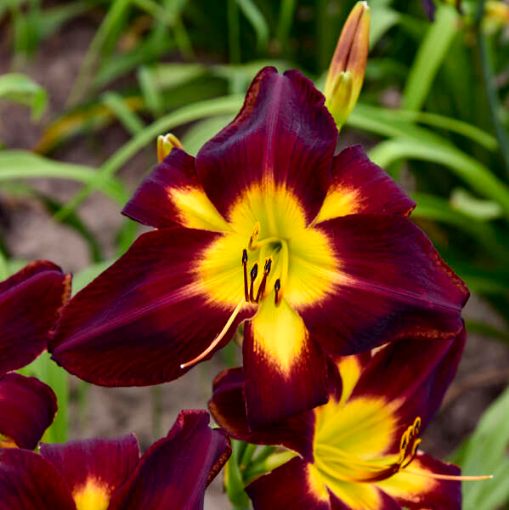 Hemerocallis Rainbow Rythm 'Persian Ruby'
