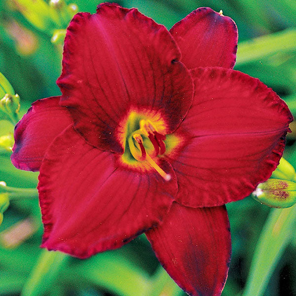 Hemerocallis 'Red Pinocchio'