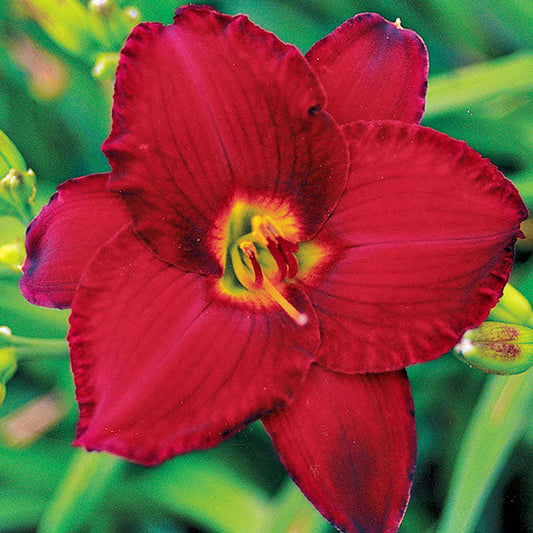 Hemerocallis 'Red Pinocchio'